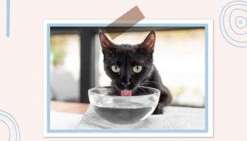 Pourquoi mon chat boit-il beaucoup d'eau ?