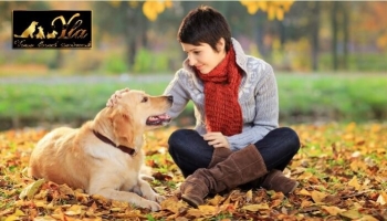 Renforcer les os de votre chien